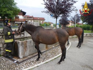 Salvataggio animale