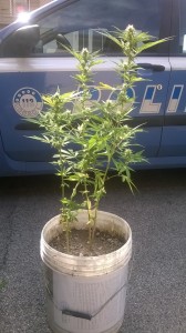 piantina