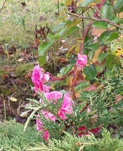 fiori