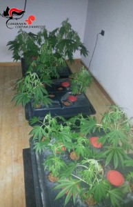 160410 cannabis in coltura 0