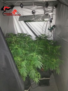 160410 cannabis in coltura 2