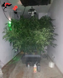 160410 cannabis in coltura 3