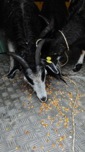 IMG_20160427_161944