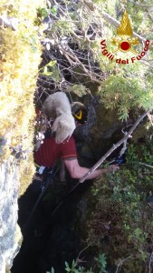 Recupero agnello San pietro di Cadore 1